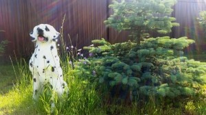 figura-art-2016-5-53-dalmatin.2
